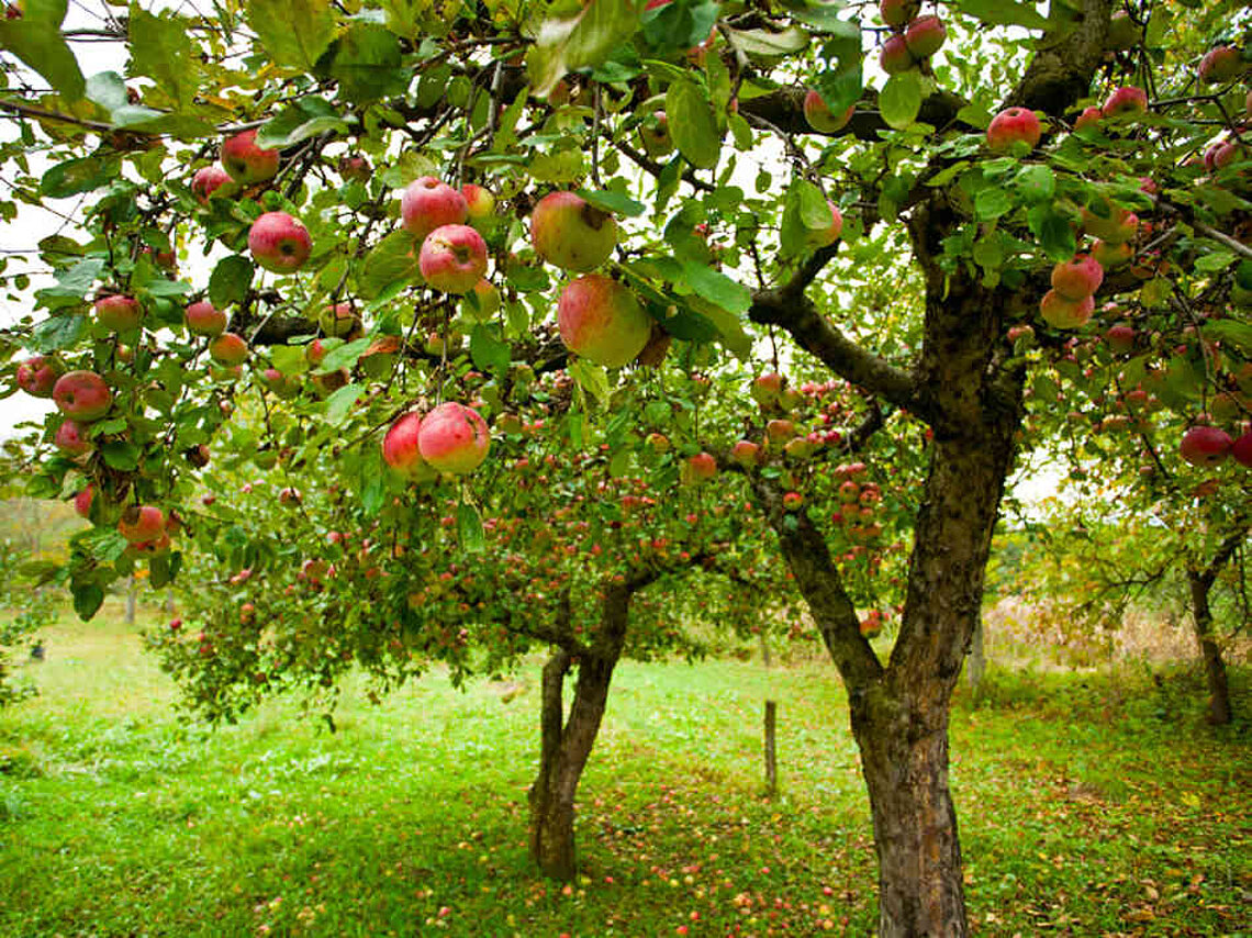 Nursery fruit trees and berry plants