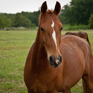 Our horse keeping watch