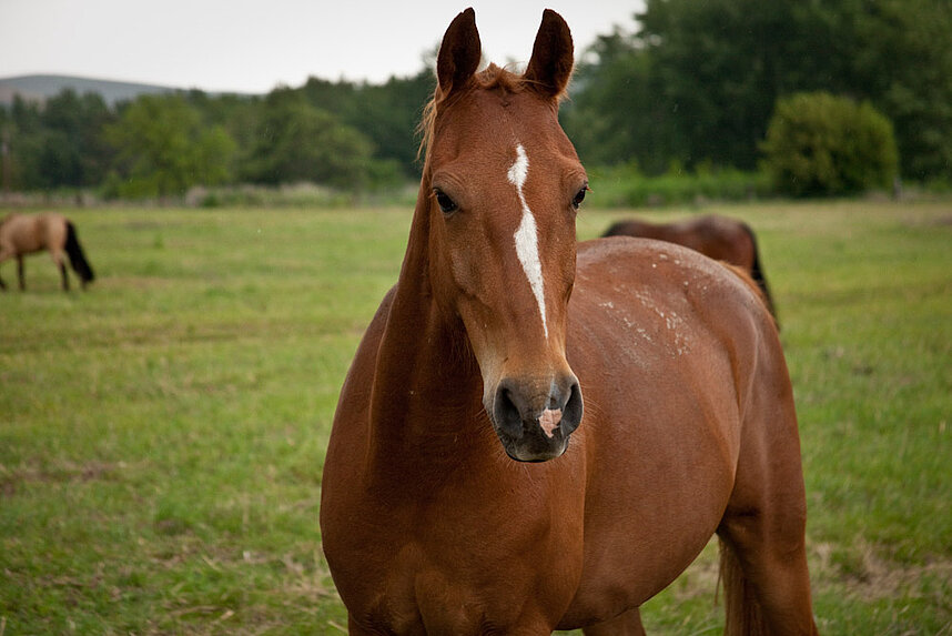 Our horse keeping watch