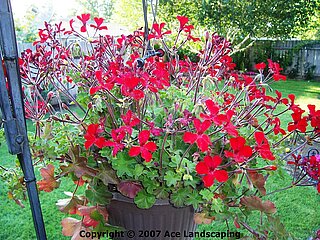 Craig & Vicki's flowers