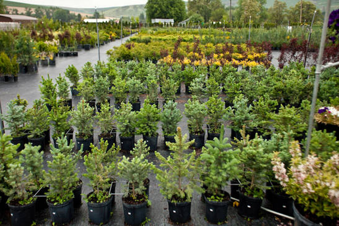 Nursery trees at Ace Landscaping