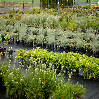 Grasses and other plants