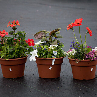 Potted flowers